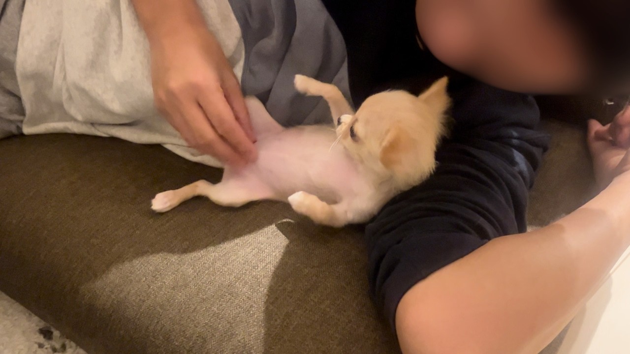 このチワワ、なぜか最初からパパだけ特別でした。 - YouTube