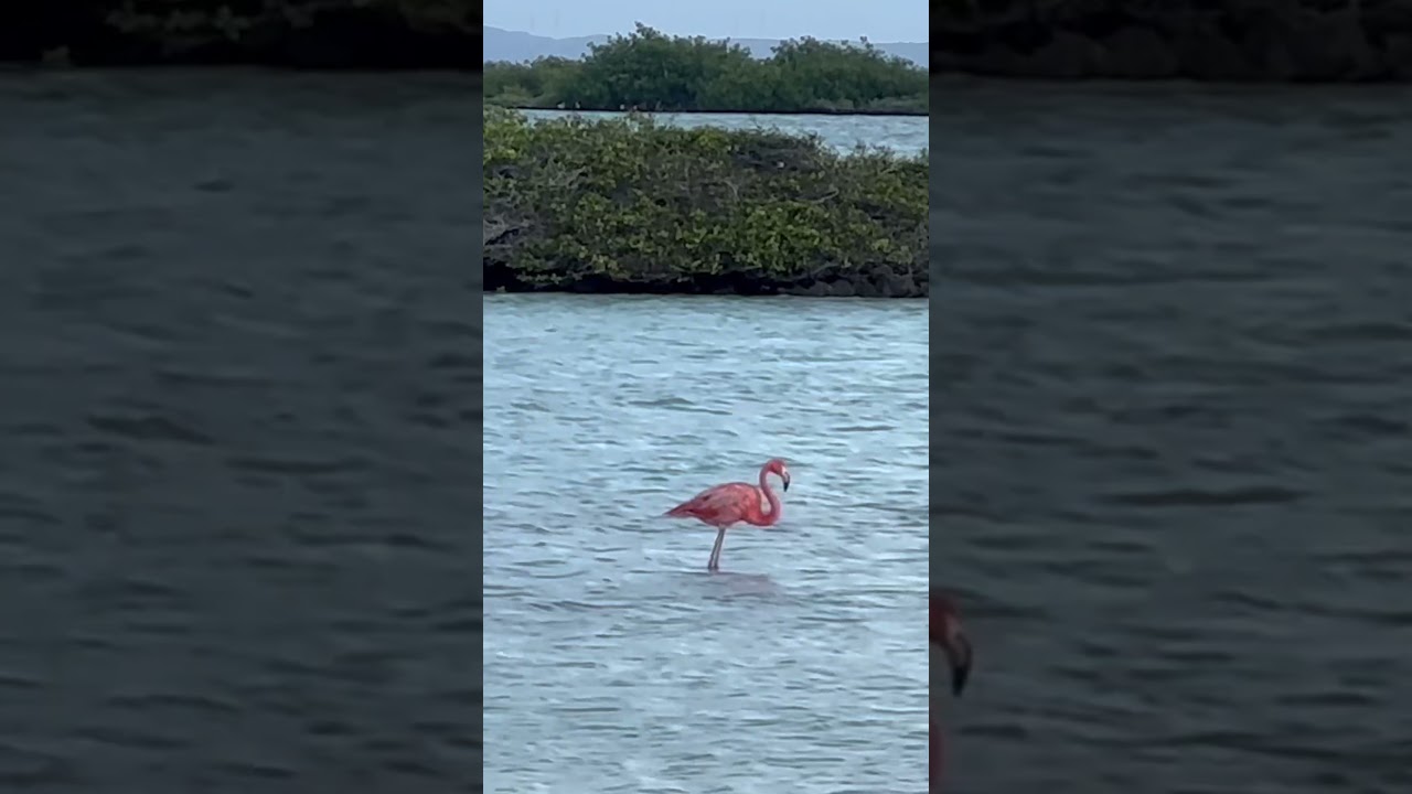 Pink Flamingo Walking Gracefully in Bonaire 🦩 | Relaxing Nature Shorts | 2025