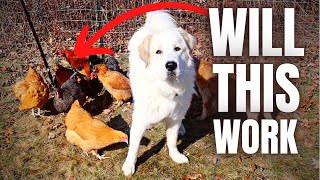 Training Our GREAT PYRENEES And Chickens To Free Range Together