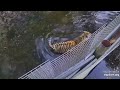 One swim leads to another. Priya and Dutchess tiger at Big Cat Rescue.