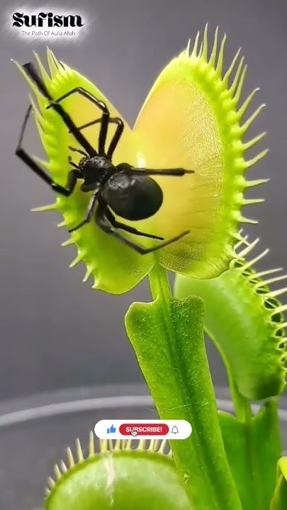killing-spiders-in-islam-viral-islamicstatus-nature-youtube