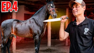 Meu CAVALO vai ENTRAR na FACA ( Peão de Sorte Ep.4 )