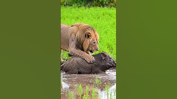 Lion vs Wild Boar 🦁⚔️ Unbelievable Jungle Battle! #youtubeshorts #animals #shorts #viral