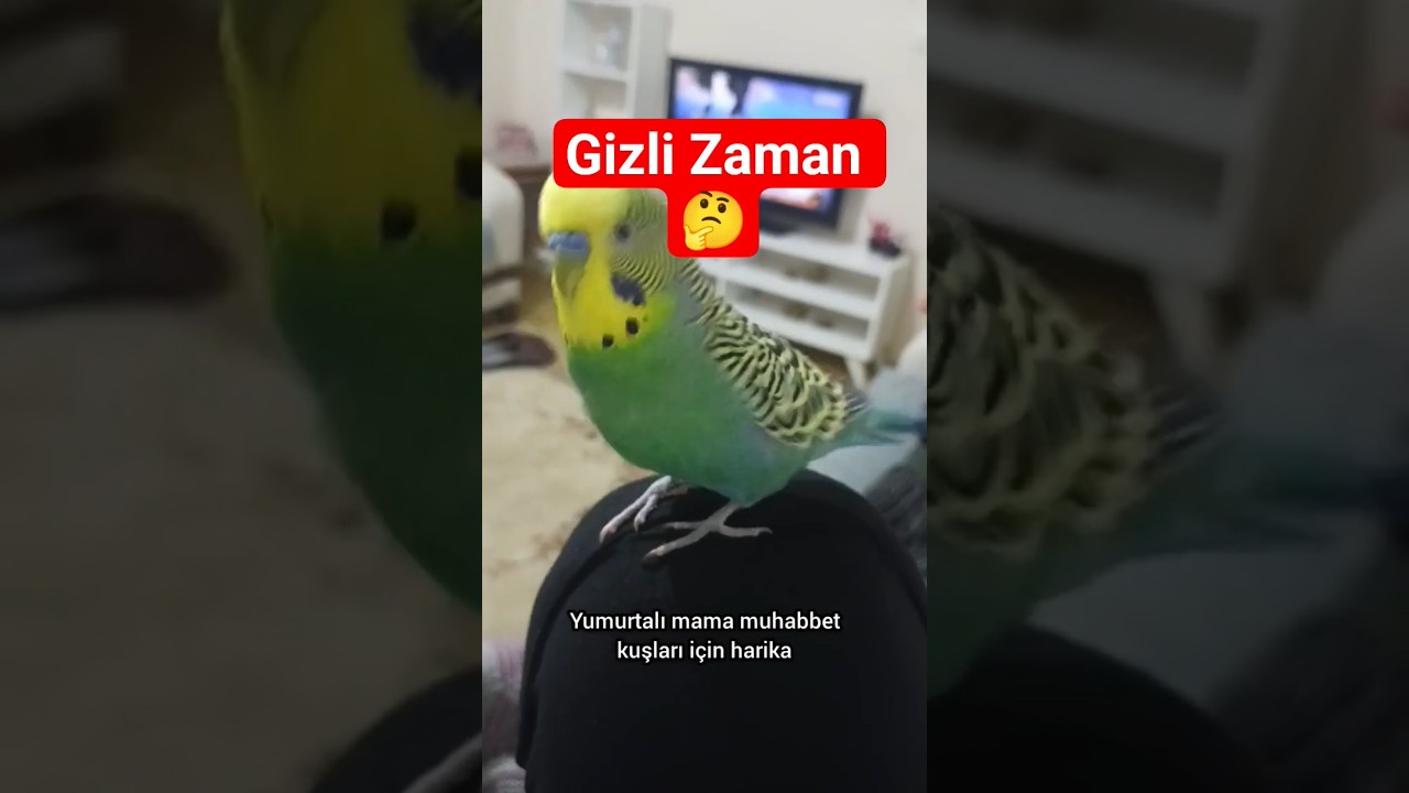 Yumurtalı Mama Ne Zaman Gerekli? 🥚🐦 #muhabbetkuşu #muhabbetkuşu #birdsong #talkingparot