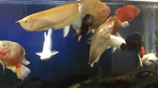 Information Monster 600 Gallon Fish Tank Feeding & Update News
