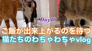 腹ぺこ猫たちのわちゃわちゃvlogDay10