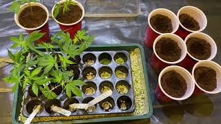 transplanting cuttings