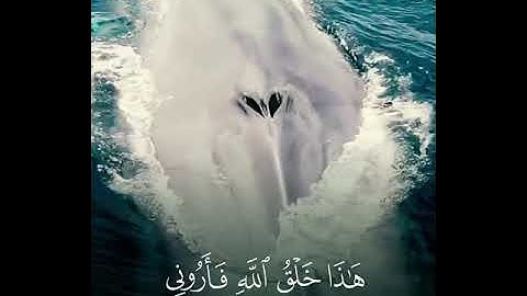 هذا خلق الله ❤️ - سورة لقمان الآية 11