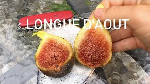 Longue D'Aout: Huge & Tasty Figs - DayDayNews