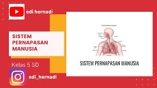 Sistem Pernapasan Manusia Kelas 5 SD