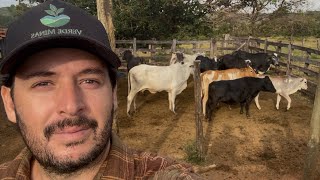 Vendemos 20 vacas 