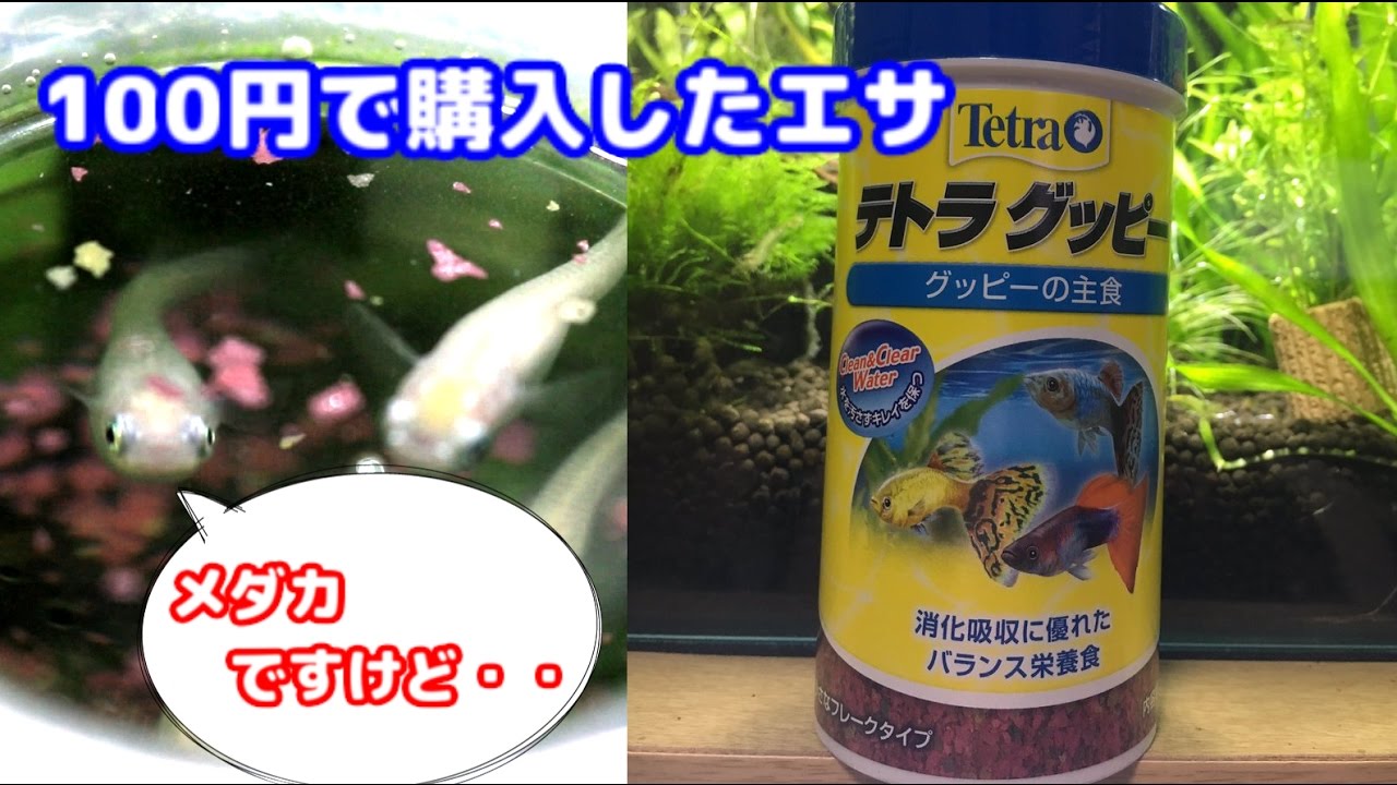 テトラグッピー メダカは食べるか 餌 Youtube