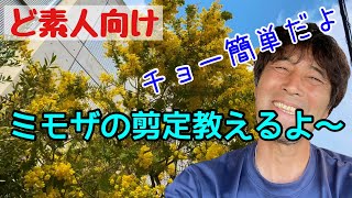 Easy explanation of [Mimosa pruning] It's super easy! Give it a