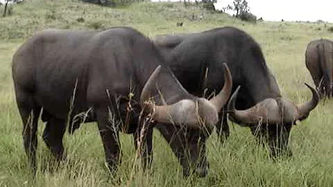 Ray Dinning is up close and personal with charging Cape Buffalo at Kruger.mpg