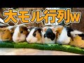 ながーーーいキュウリに沿って1列に並ぶモルモット可愛すぎ！Guinea pig eat Long Cucumber