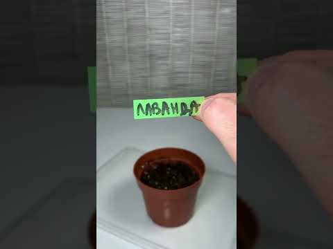 Video: Odbijaju li biljke lavande bube?