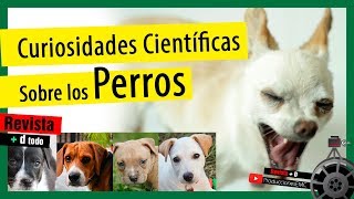 Curiosidades Científicas de los Perros // Revista + D // 🎥 EMC 🎥