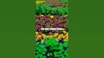 Exploring the Potential of Smart Dust Technology