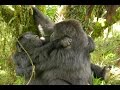 Homosexual Activity Documented In Female Gorillas For The First Time Homosexual Activity Documented In Female Gorillas For The First Time