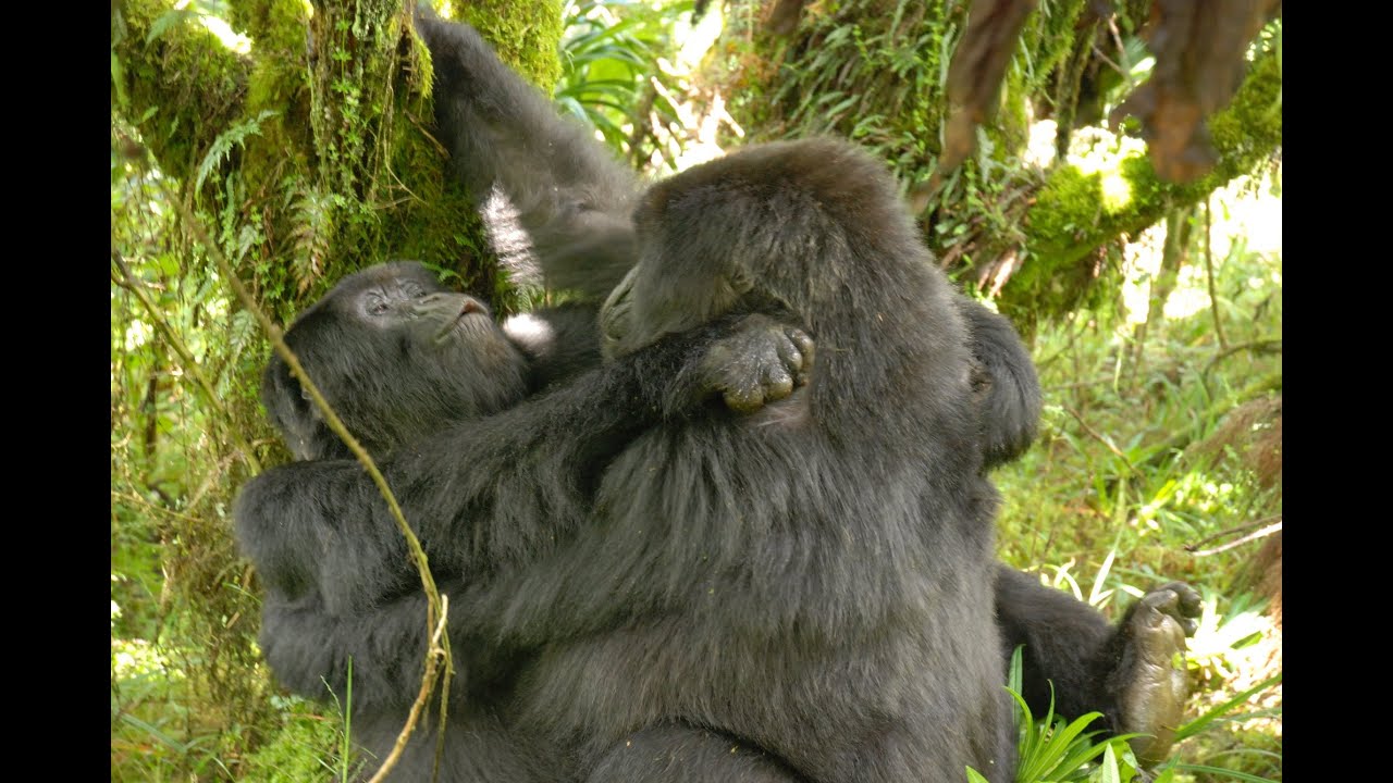 Homosexual activity documented in female gorillas for the first time -  YouTube