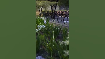 Thumbnail of what is the name of those white flowers? it survives even under the sun! #needtohear #flowers