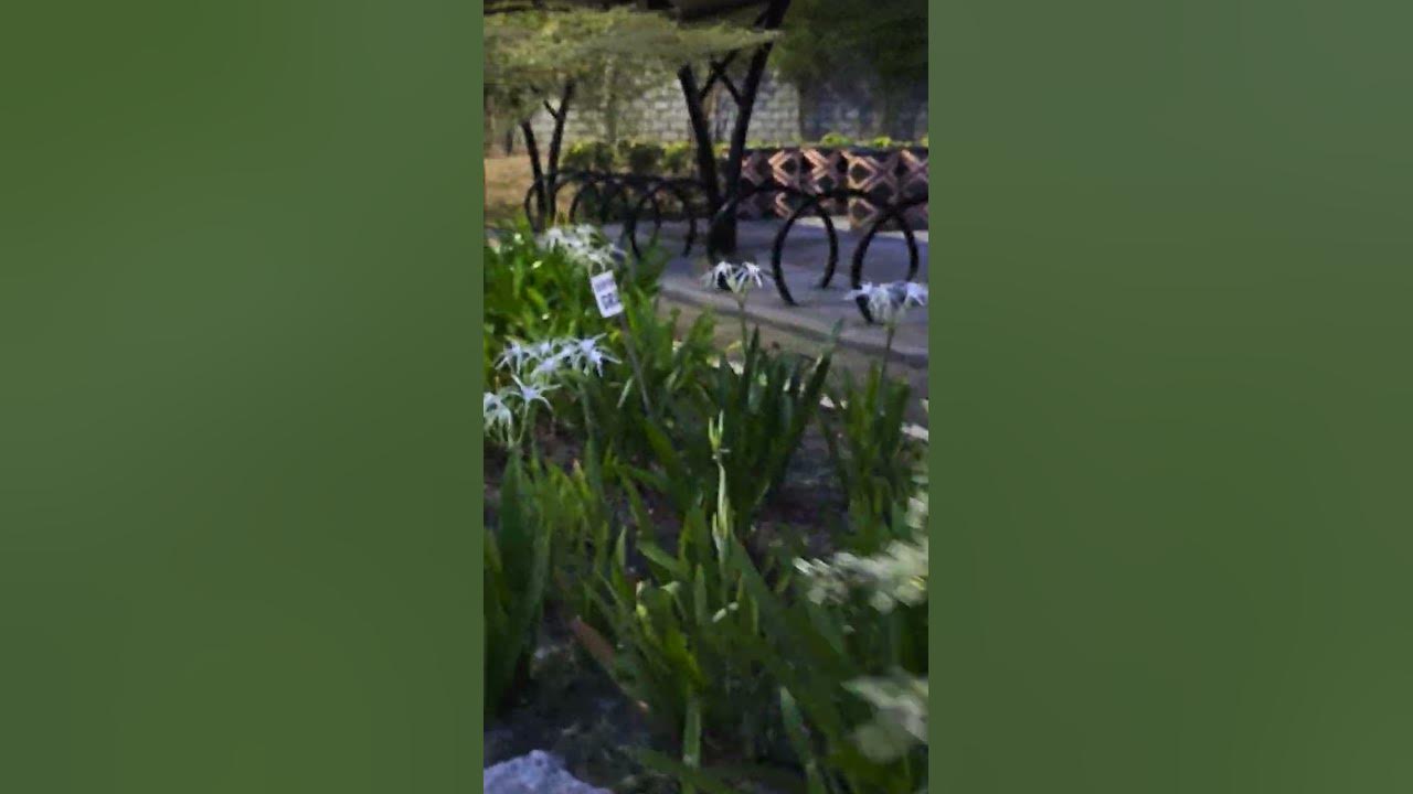 what is the name of those white flowers? it survives even under the sun! #needtohear #flowers what is the name of those white flowers? it survives even under the sun! #needtohear #flowers