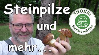 Reichlich Steinpilze und mehr - Pilze suchen im Juli