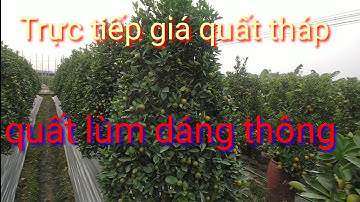 Trực tiếp báo giá quất tết 2023, quất tháp, quất lùm dáng thông, giá quất Hưng Yên tại vườn