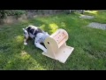 Australian Shepherd Puppy absolutely rocking intelligent dog games!