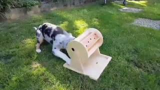 Australian Shepherd Puppy absolutely rocking intelligent dog games! by My Intelligent Dogs® 5,235 views 6 years ago 32 seconds