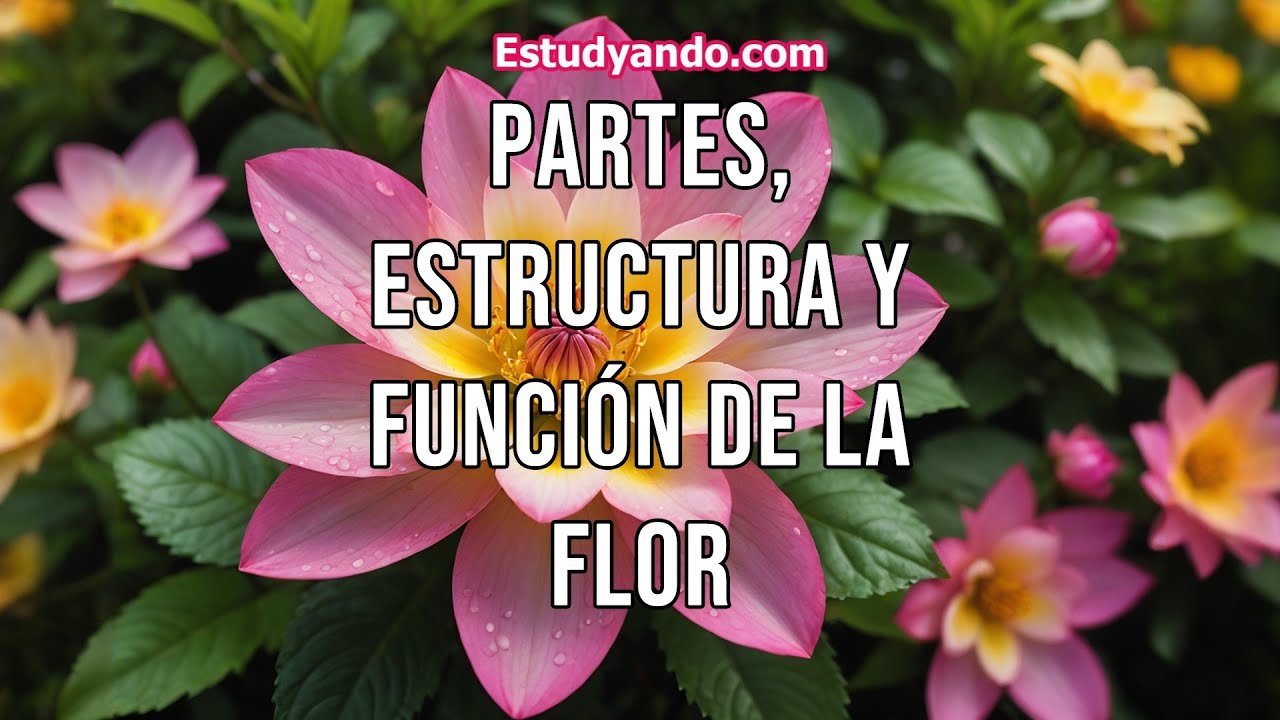 Partes, Estructura y función de la Flor - YouTube
