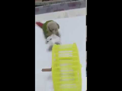 bird puts hamster in wheel