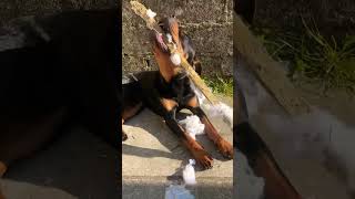 Funny dog [4K] YouTube (Must Watch) #shorts #short #rottweiler  #subscribe