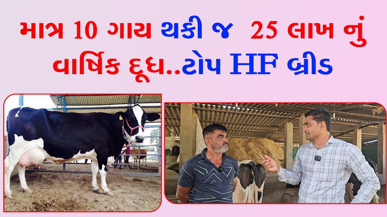 માત્ર 10 ગાય થકી જ  25 લાખ નું  વાર્ષિક દૂધ  ટોપ HF બ્રીડ..||#ektadairyfarming  #prakashchaudhary ||