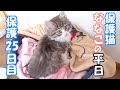【保護猫】保護した子猫の平日の過ごし方【子猫/捨て猫/迷い猫】