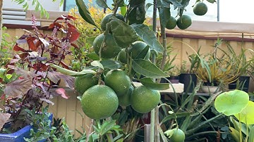 Australian Home Garden: Sumo Mandarin | Cây Canh Nhà Mình Ở Úc- Quýt Sumo Nhật 🇯🇵