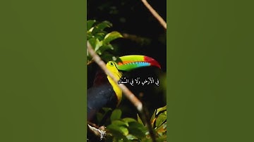 رَبَّنَا إِنَّكَ تَعْلَمُ مَا نُخْفِي وَمَا نُعْلِنُ ۗ ) القارئ فارس عباد #بدون_حقوق #قران_كريم