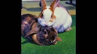 IA Grook the best IA 👏🏽 #rabbit #haveitoldyoulatelythatiloveyou #ias  #bunny #cute #pets