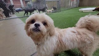 Unleashed Playgroup at CCAS ~ May 6, 2022 by Friends of the Cuyahoga County Animal Shelter 905 views 1 year ago 6 minutes, 59 seconds
