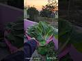 🥬Harvesting Bok choy | बोक चॉय को कैसे उगाएँ #ytshorts #shorts #viral