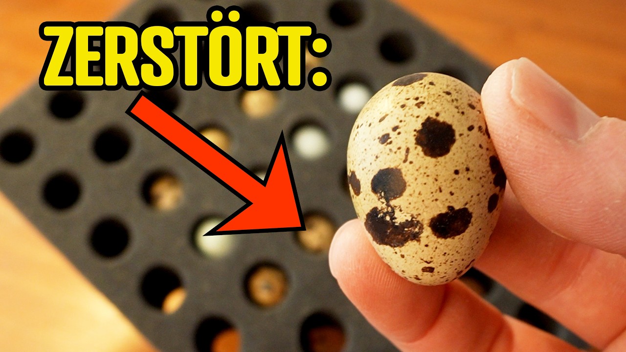 Wachtel Bruteier Online-Kauf: REVIEW Vogelsberger Wachtelzucht