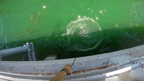 Best way to cast net at Skyway fishing pier