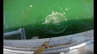 Best way to cast net at Skyway fishing pier