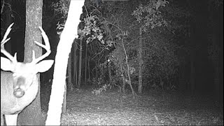 Trail Cam Videos WMA 2022