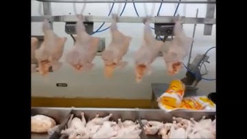 Chicken Weighing and Sorting System by Weight Range