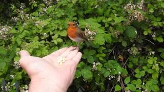 Great Tit and Robin on hand