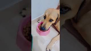 toda noite ela faz isso 🤠#amomeupet