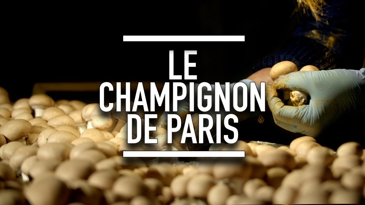Le champignon de Paris - Reportage YouCook