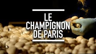 Le champignon de Paris  Reportage YouCook