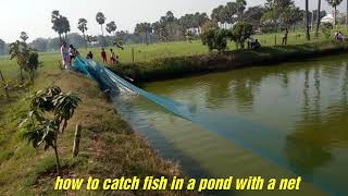 how to catch fish in a pond with a net 